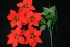 Red Micro-Peach Fabric Poinsettia Bush x 5 with Gold Stamens (Lot of 24 bushes - 24 Bushes Per Box) SALE ITEM